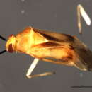 Image of Tropidosteptes canadensis Van Duzee 1912