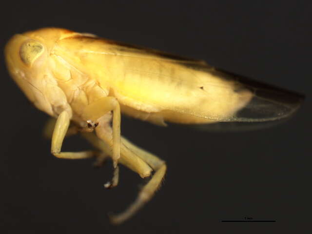 Image of Idiocerus suturalis Fitch 1851