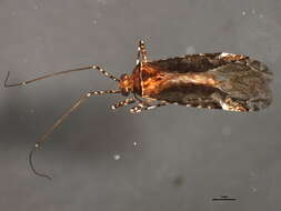 Image of Phytocoris dumicola Stonedahl 1988