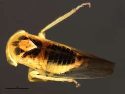 Image of Idiocerus suturalis Fitch 1851