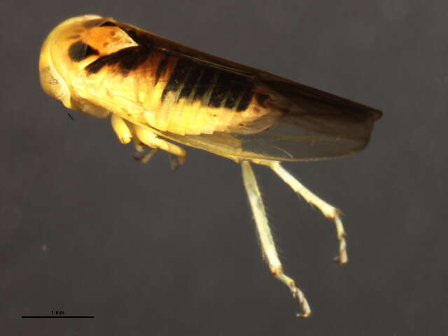 Image of Idiocerus suturalis Fitch 1851