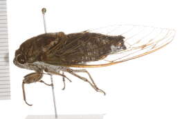 Image of dog day cicada