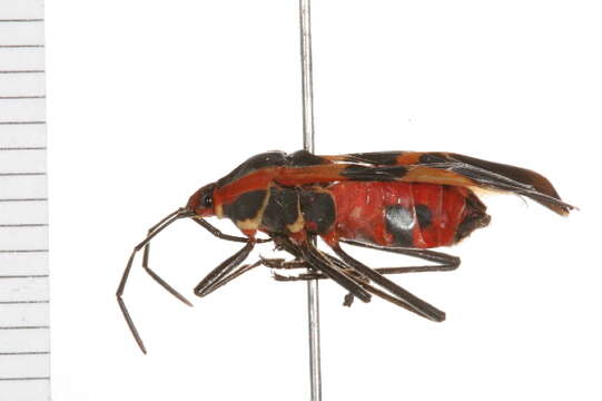 Image of Large Milkweed Bug