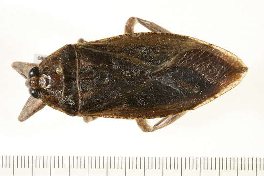 Image of Giant Water Bug