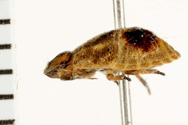 Image of Eurygaster amerinda Bliven 1956