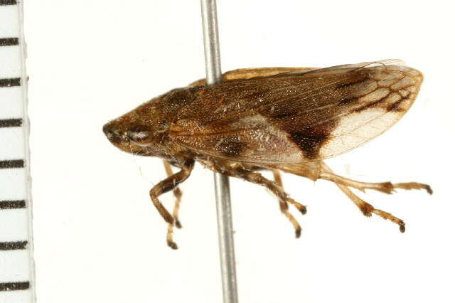 Imagem de Aphrophora quadrinotata Say 1830