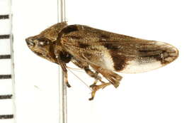 Imagem de Aphrophora quadrinotata Say 1830