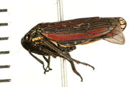 Image of Cuerna striata (Walker & F. 1851)