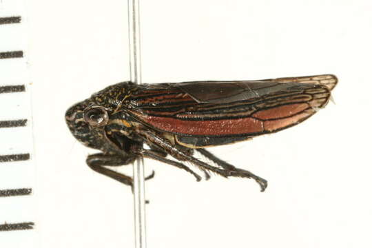 Image of Cuerna striata (Walker & F. 1851)