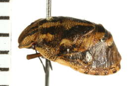 Image of shield-backed bugs