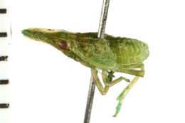 Image of Scolops angustatus Uhler 1876