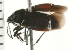 Image of burrowing bugs