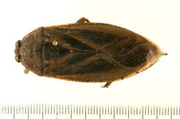 Image of Giant Water Bug