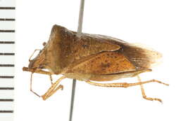 Image of Euschistus (Euschistus) ictericus (Linnaeus 1763)