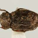 Image of Helophorus (Orphelophorus) arcticus Brown & W. J. 1937