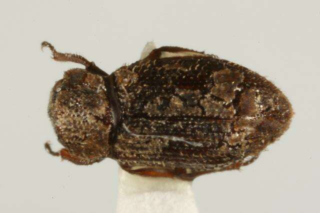 Image de Helophorus (Orphelophorus) arcticus Brown & W. J. 1937