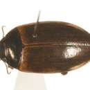 Image of Agabus (Acatodes) bicolor (Kirby 1837)