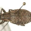 Image of <i>Lepyrus stefanssoni</i>