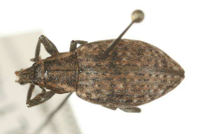 Image of <i>Lepyrus stefanssoni</i>