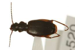 Image of Cymindis unicolor