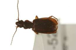 Sivun Cymindis unicolor kuva