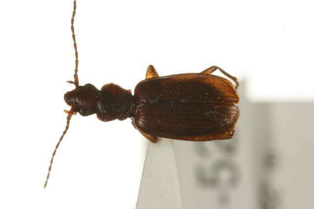 Sivun Cymindis unicolor kuva