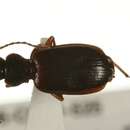 Image de Cymindis (Cymindis) unicolor Kirby 1837