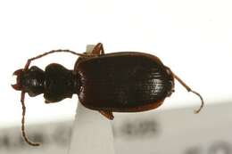 صورة Cymindis (Cymindis) unicolor Kirby 1837