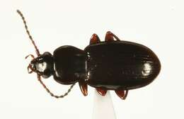 Image of Pterostichus (Cryobius) brevicornis (Kirby 1837)