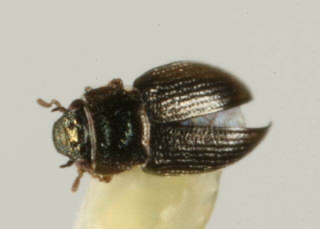 Image of minute moss beetle