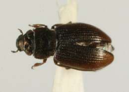 Image of minute moss beetle