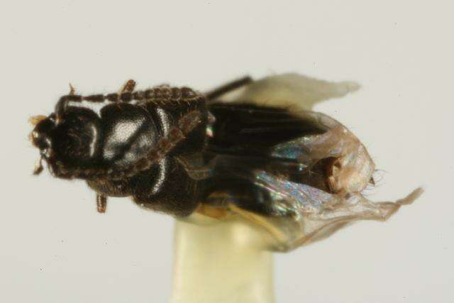 Image of Boreophilia hyperborea (Brundin 1940)
