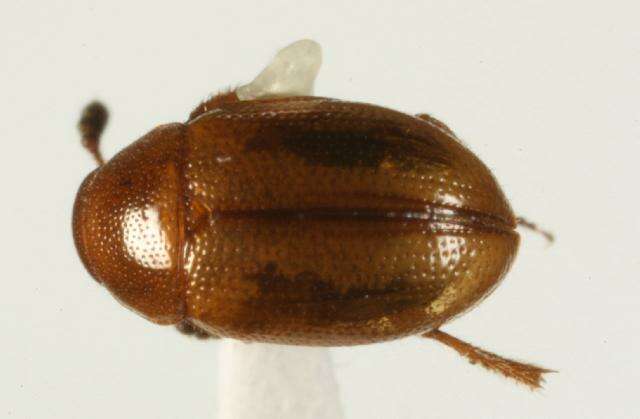 Image of Leiodinae