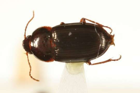 Image of Amara (Celia) pseudobrunnea Lindroth 1968