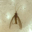 Image of <i>Lepidostoma diehli</i>