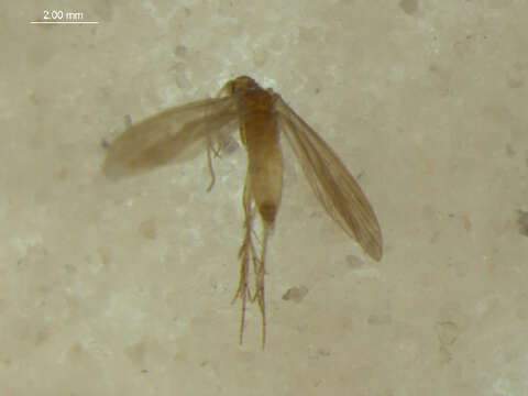 Image of Psychomyiella