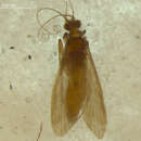 صورة Hydropsyche (Hydropsyche) annulata (Ulmer 1905)