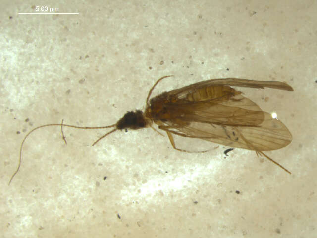 Image of <i>Lepidostoma piceum</i>