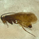 Image of Limnephilus flavospinosus (Stein 1874)