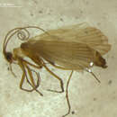 Image of Drusus discophorus Radovanovic 1942