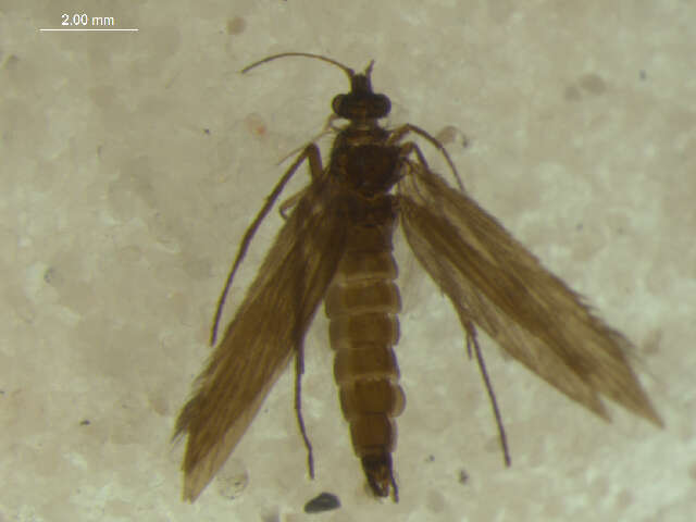 Image of Melanotrichia samaconius Malicky & Chantaramongkol 1992