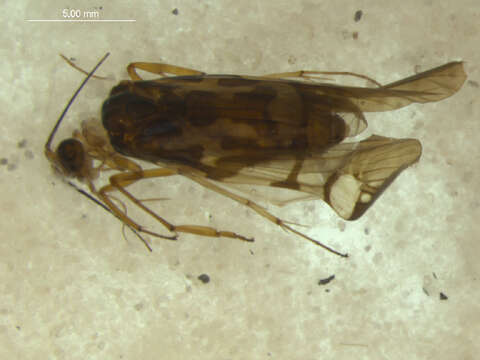 Image of Macrostemum floridum (Navas 1929)