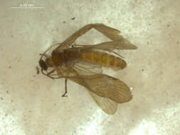 صورة <i>Ecclisopteryx dalecarlica</i>