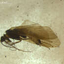 Hydropsyche (Hydropsyche) bulbifera McLachlan 1878 resmi