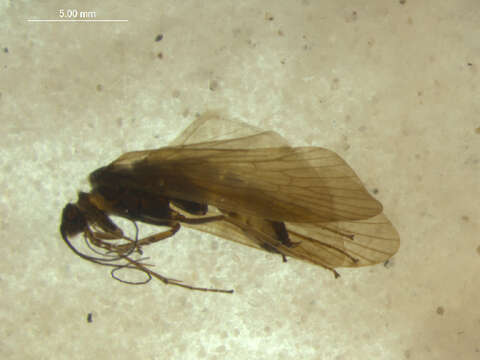 Hydropsyche (Hydropsyche) bulbifera McLachlan 1878 resmi