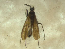 Image of Acrophylax zerberus Brauer 1867