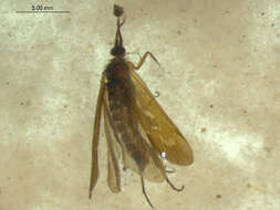 Limnephilus auricula Curtis 1834 resmi