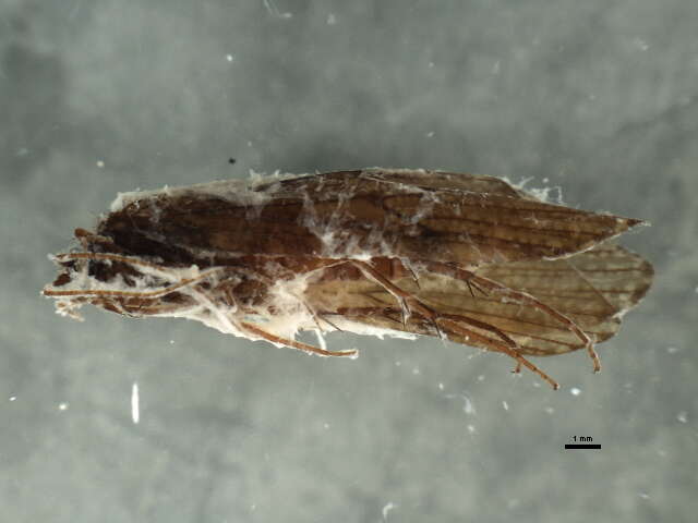 Image of <i>Rhyacophila torrentium</i>