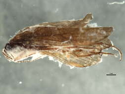 Rhyacophila aurata Brauer 1857 resmi