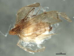 Image of Oecetis testacea (Curtis 1834)